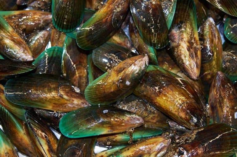 Moule à Lèvre Verte Et Curcumine Avis